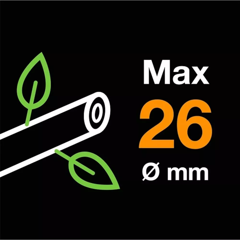 Maximaler Durchmesser 26 mm, dargestellt mit einem Ast und Blättern.