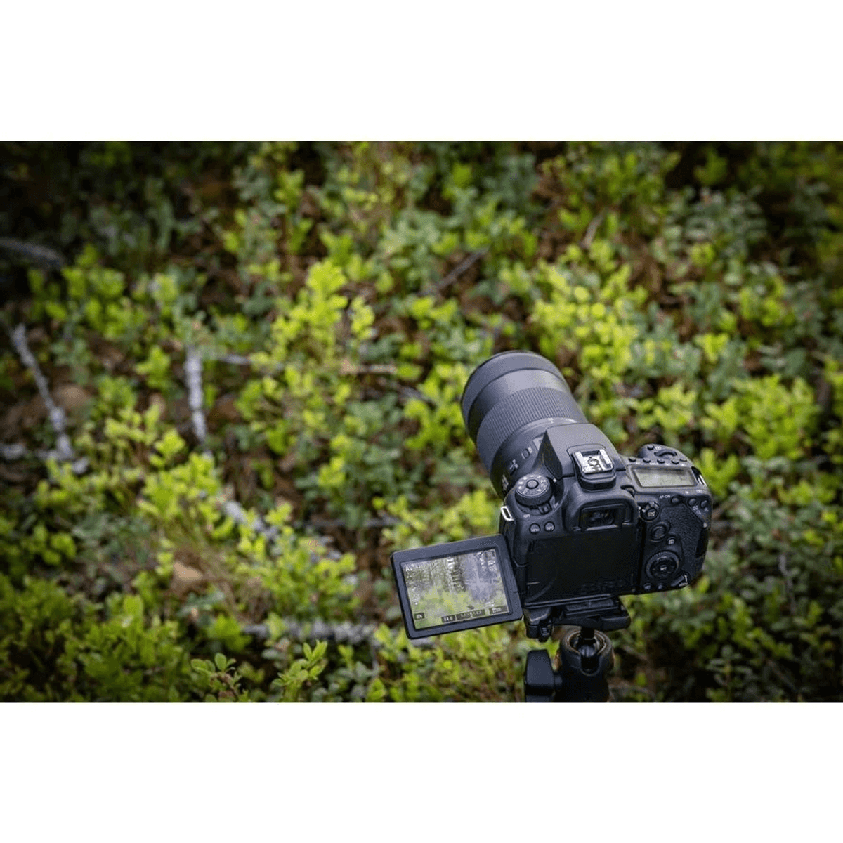 Una fotocamera DSLR nera con obiettivo su treppiede, su sfondo di fogliame verde.