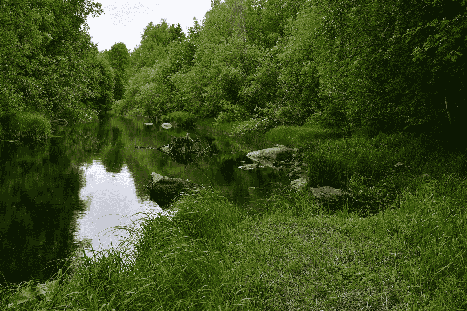 Un fiume calmo scorre attraverso una fitta foresta con alberi alti ed erba.