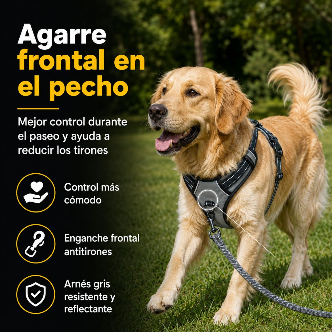 Golden retriever con arnés para perros al aire libre, con texto detallado.