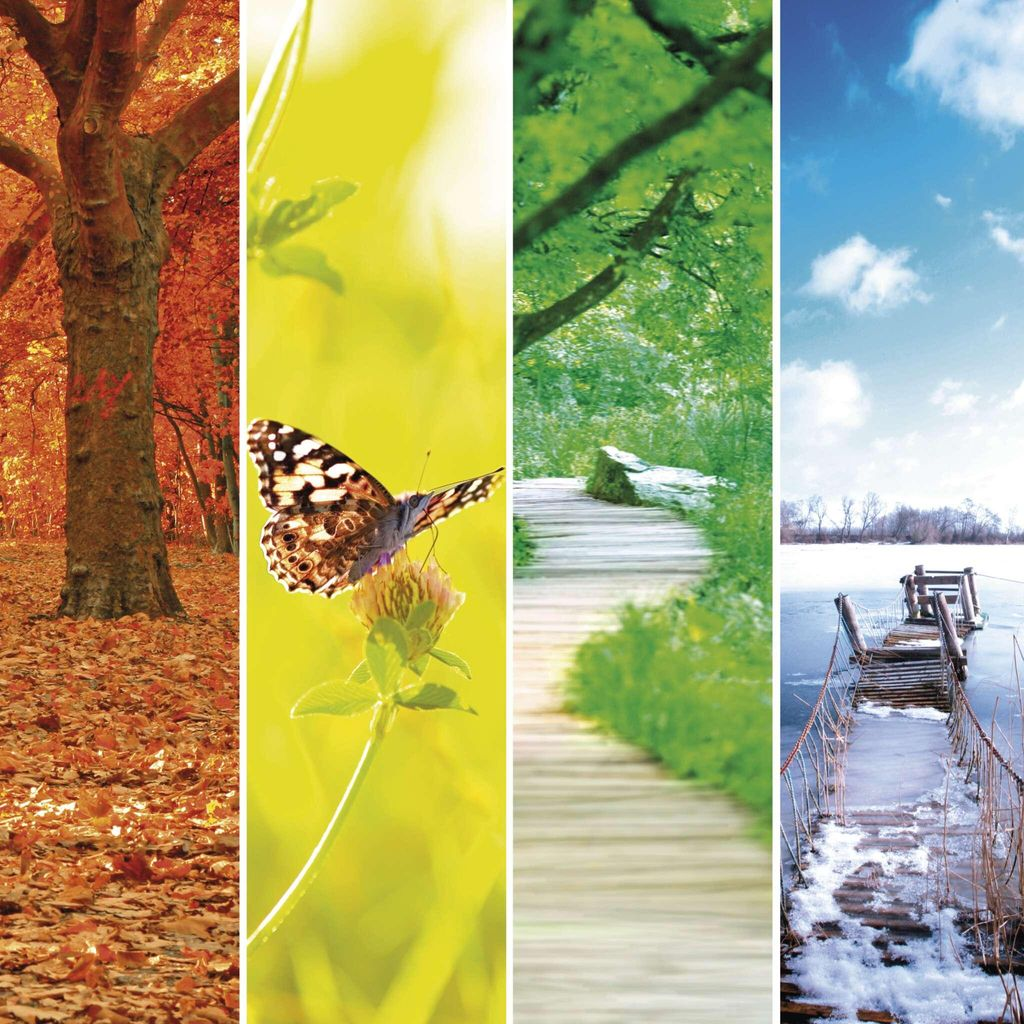 Vier Jahreszeiten: Baum im Herbst, Schmetterling auf Blume, Weg im Sommer, Brücke im Winter.