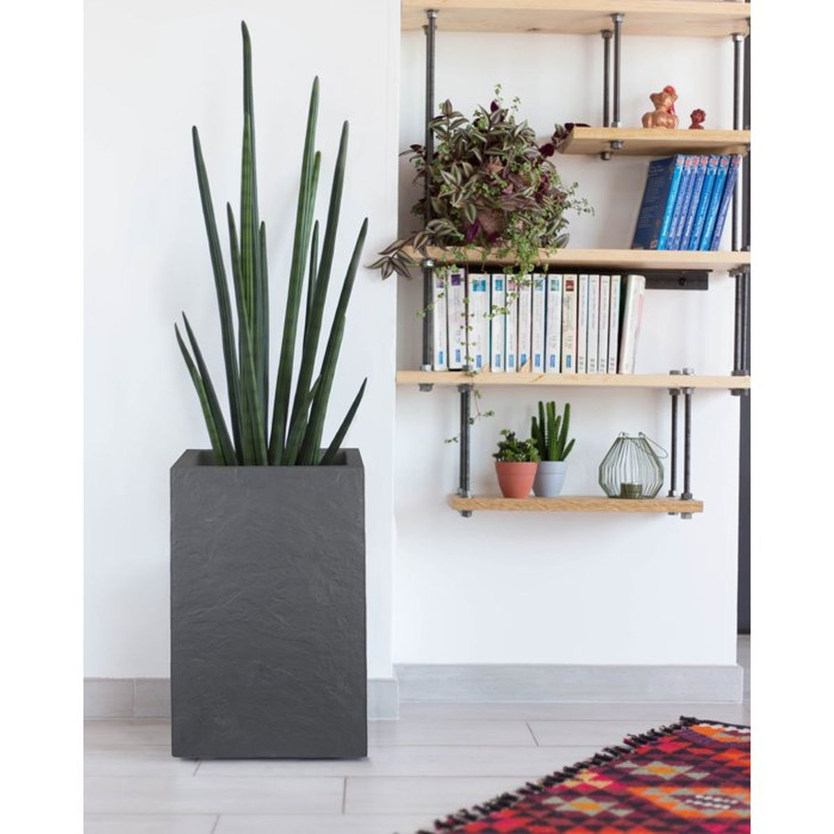 Hohe zylindrische Pflanze in einem grauen Topf neben einem Holzregal mit Büchern und Pflanzen.