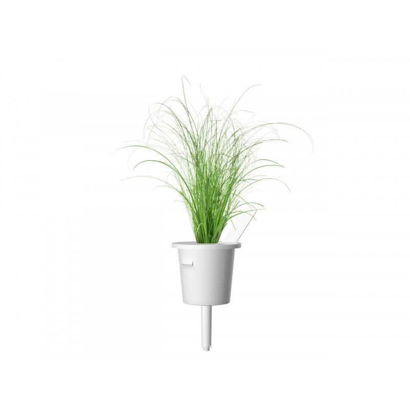 A green ornamental grass clump in a white planter against a white background.