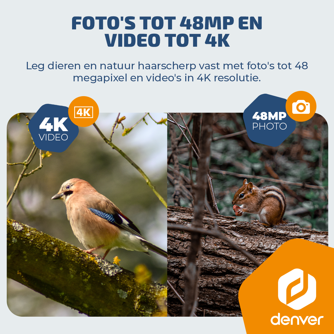 Een gaai op tak, een chipmunk eet op boomstam. 4K video en 48MP foto.