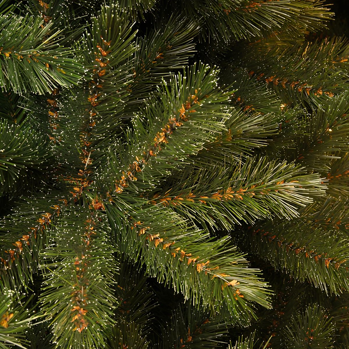 Close-up of green pine needles with small white tips and brown buds.