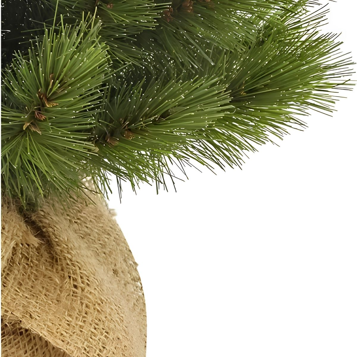 Green pine needles with brown cones on a burlap-wrapped trunk.