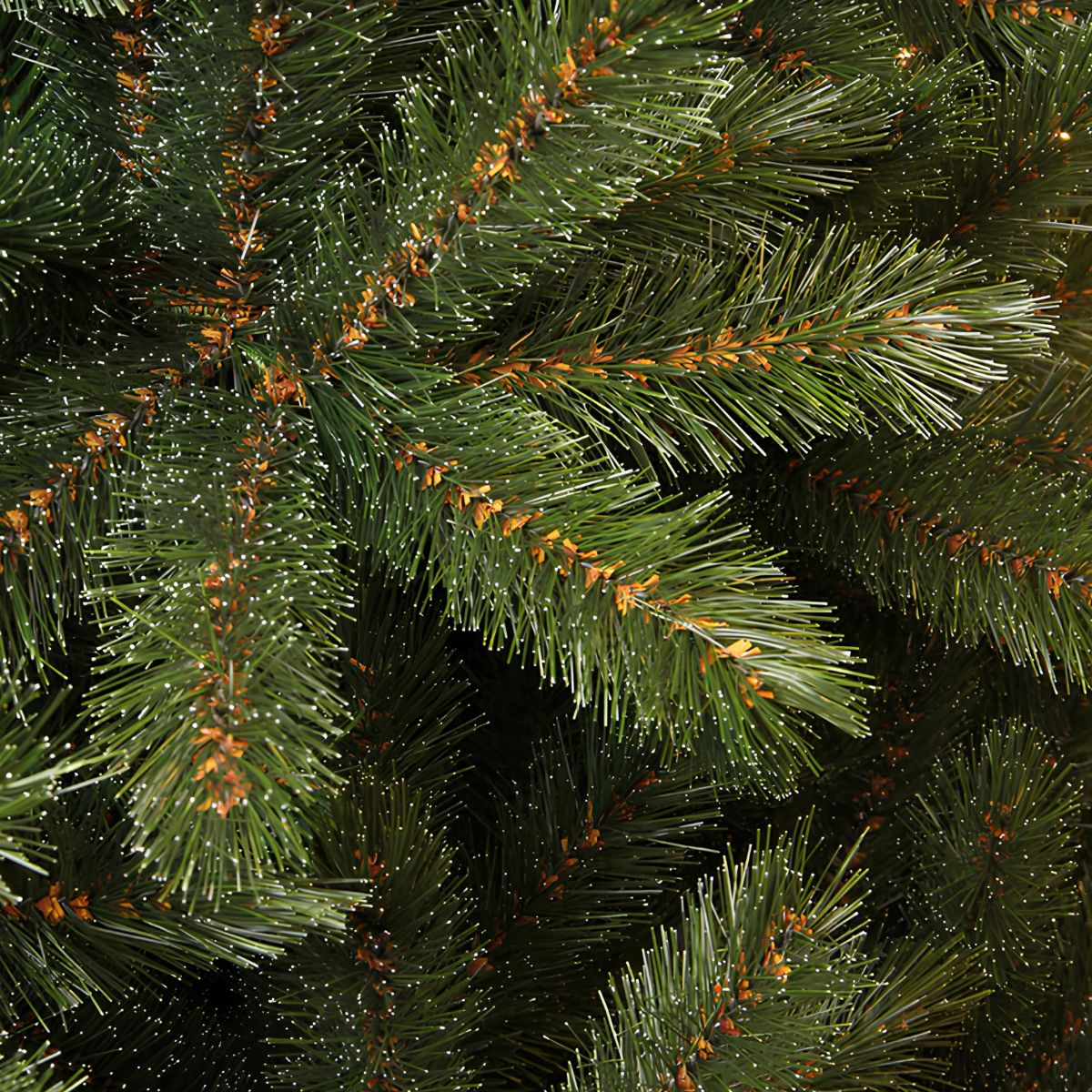 Close up of green pine branches with white tips and brown buds.
