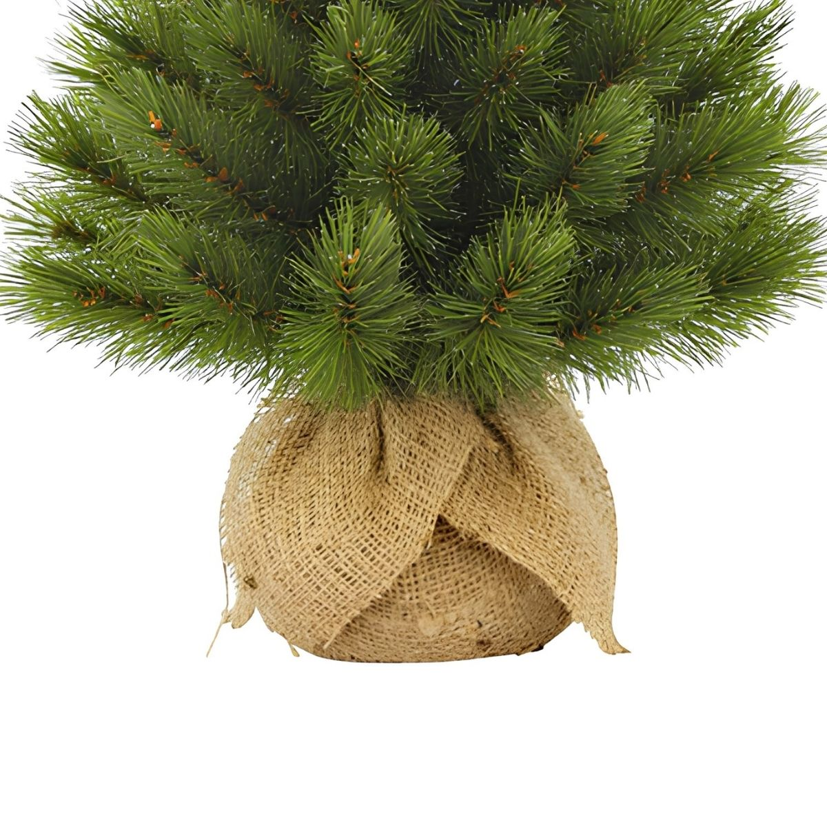 A small green pine tree wrapped in burlap with a white background.