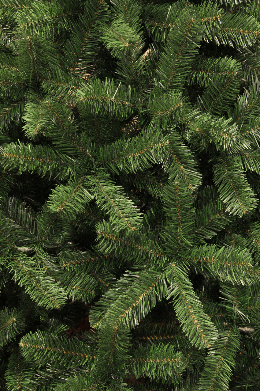 Close-up of dense green pine needles with some brown branches visible.