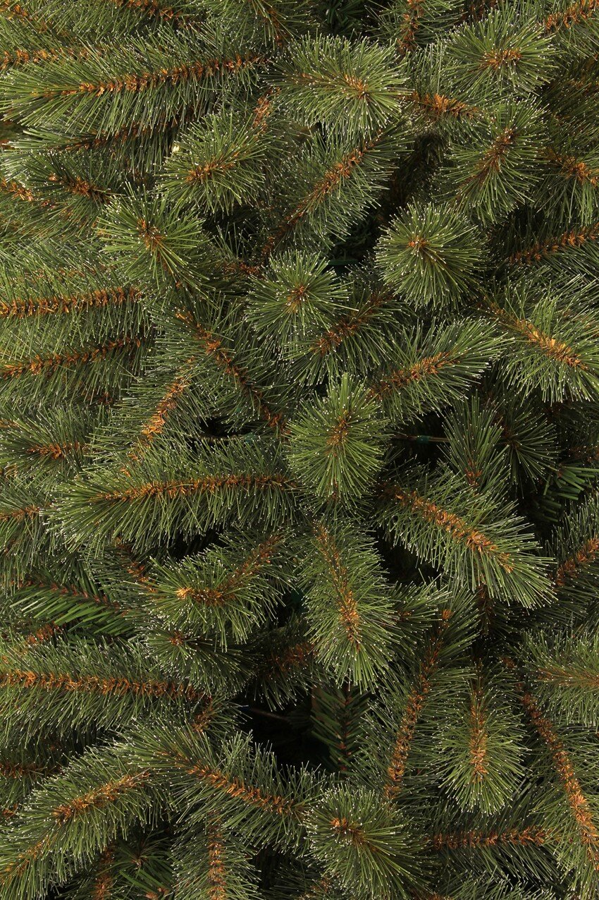Close-up of green pine needles with brown branches.