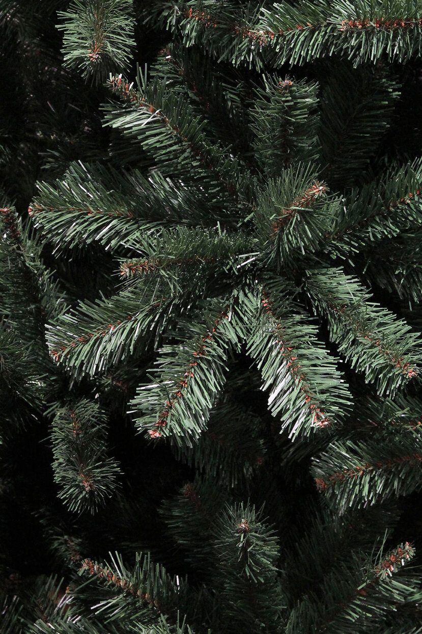 Close-up of dark green pine branches with fine needles.