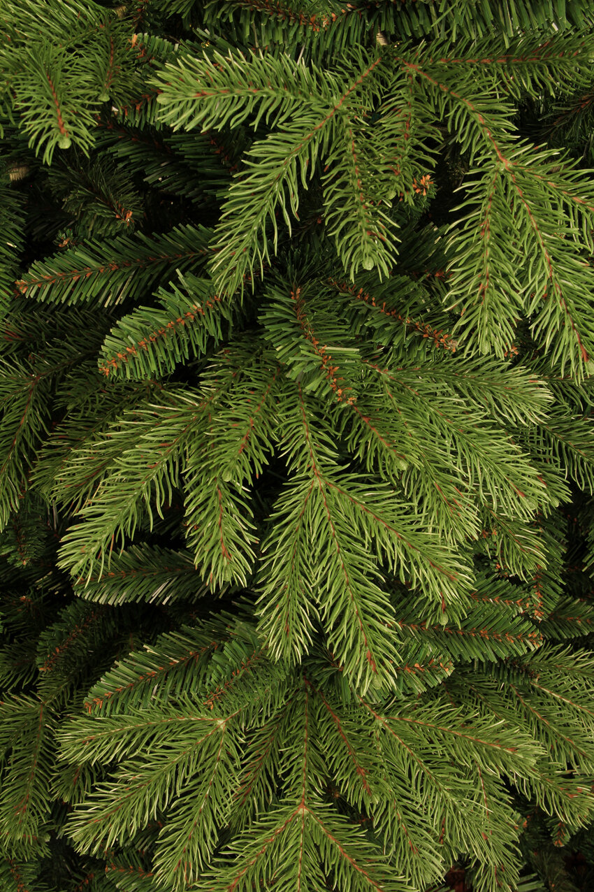 Close-up of deep green pine needles and branches.