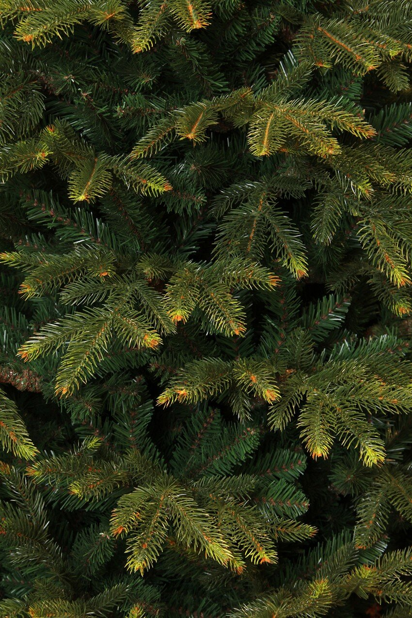 Close-up of dark green fir branches with some lighter tips.
