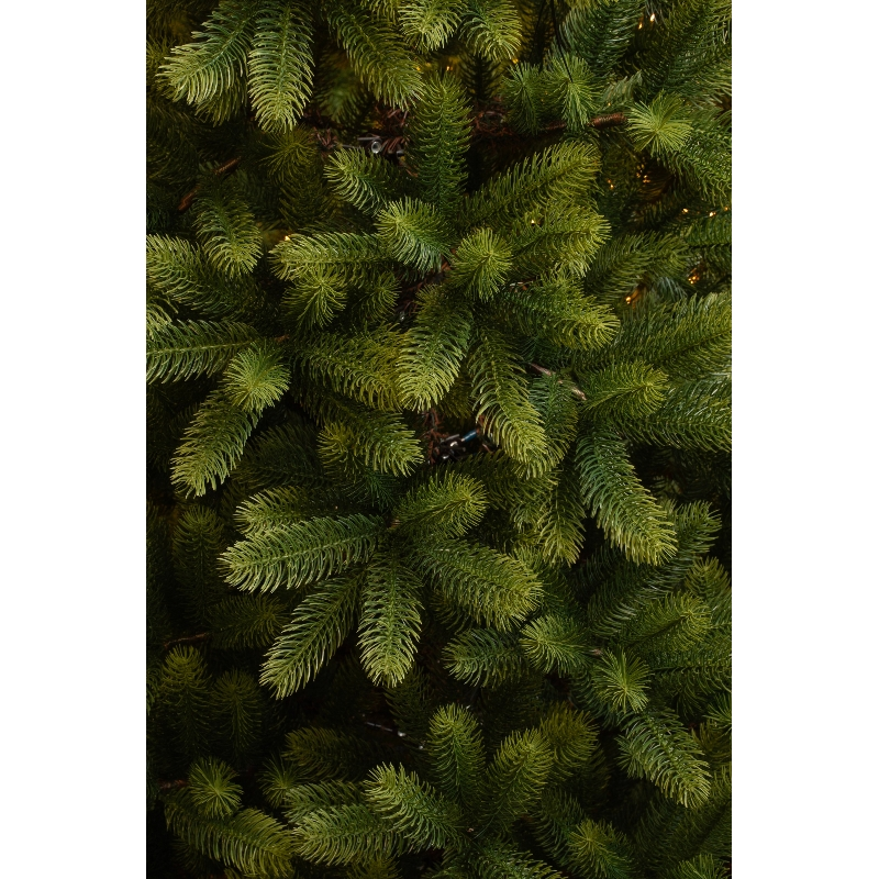 Close-up of green fir branches with lights.