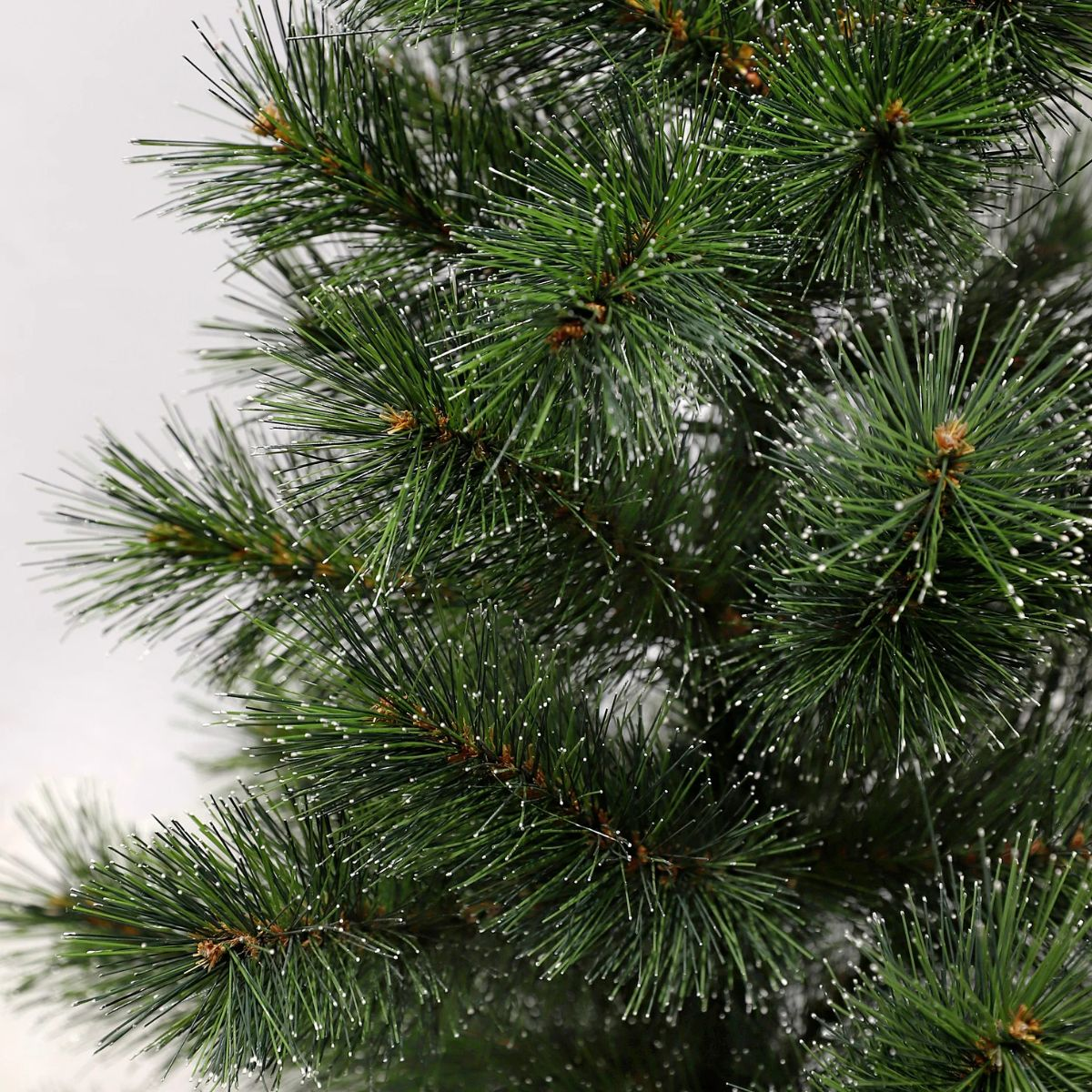 Green pine branch with white dots, close-up.