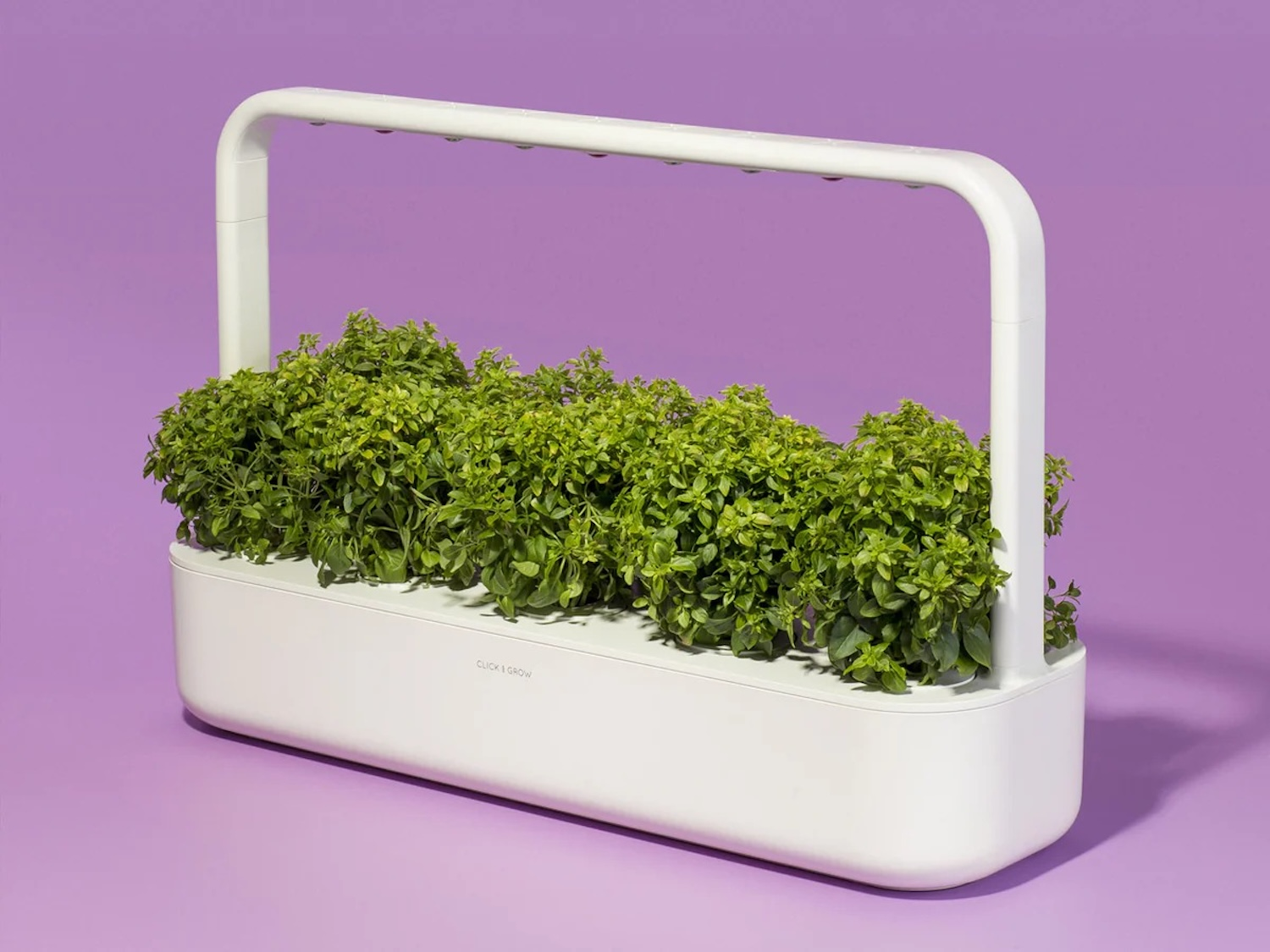 A white indoor garden with lush green basil plants under a grow light.