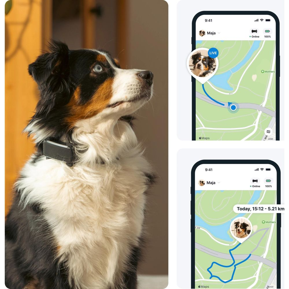Ein Hund mit GPS-Halsband, daneben zwei Handy-Screens mit Karten-App.