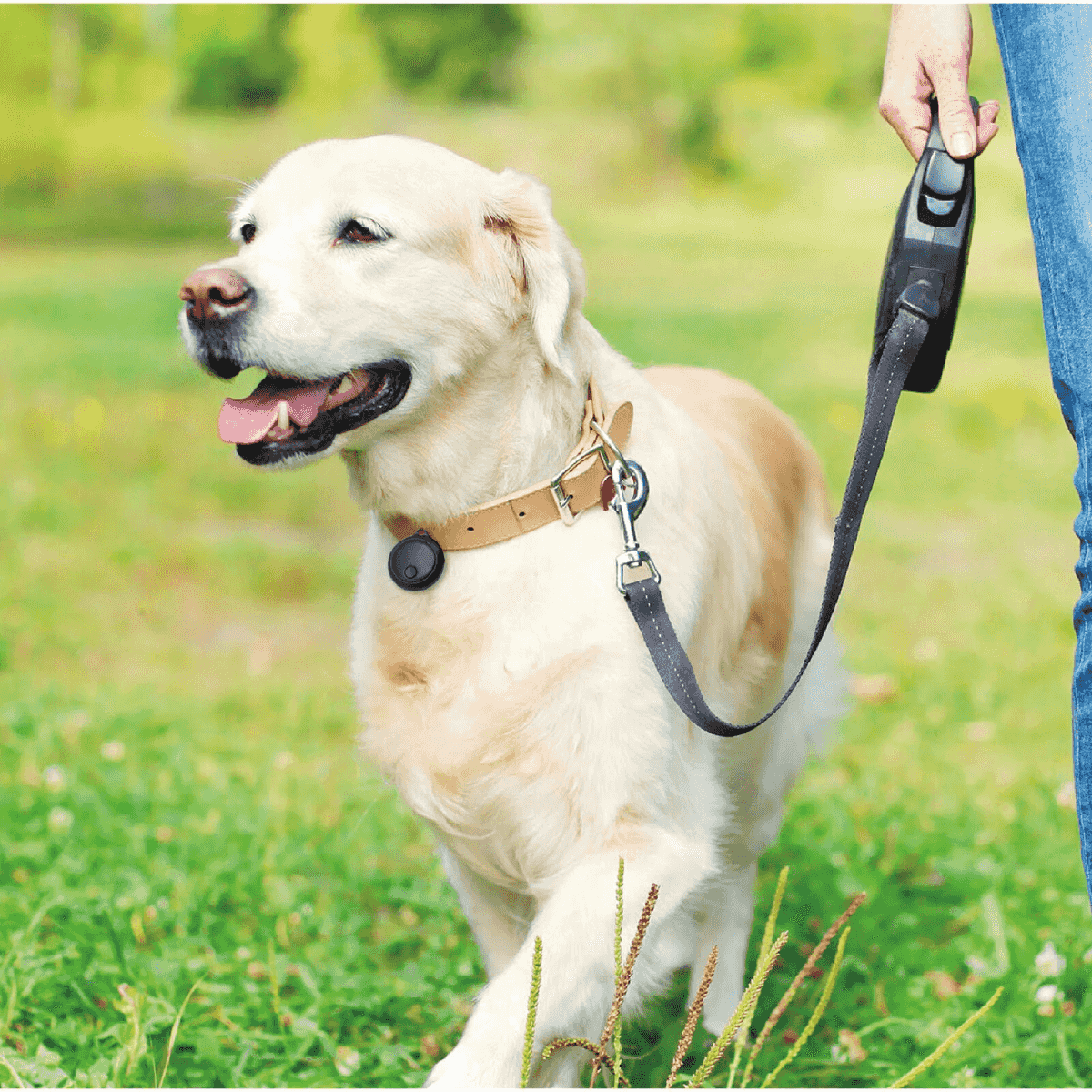 Un golden retriever pasea con correa con su dueño en el césped.