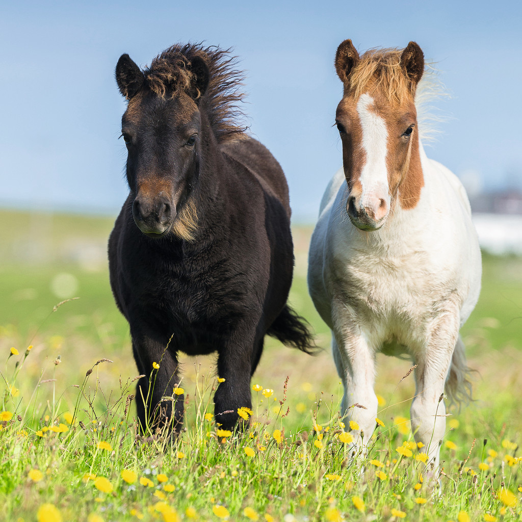 Due pony, uno nero, uno bianco/marrone, si trovano in un prato con fiori gialli.