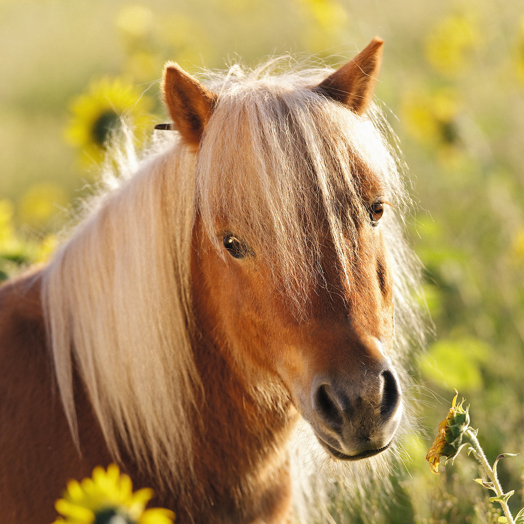 Primo piano di un piccolo pony marrone con criniera bionda in un campo di girasoli.