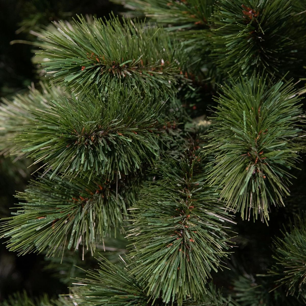 Gros plan d'aiguilles de pin vertes avec des tiges brunes.