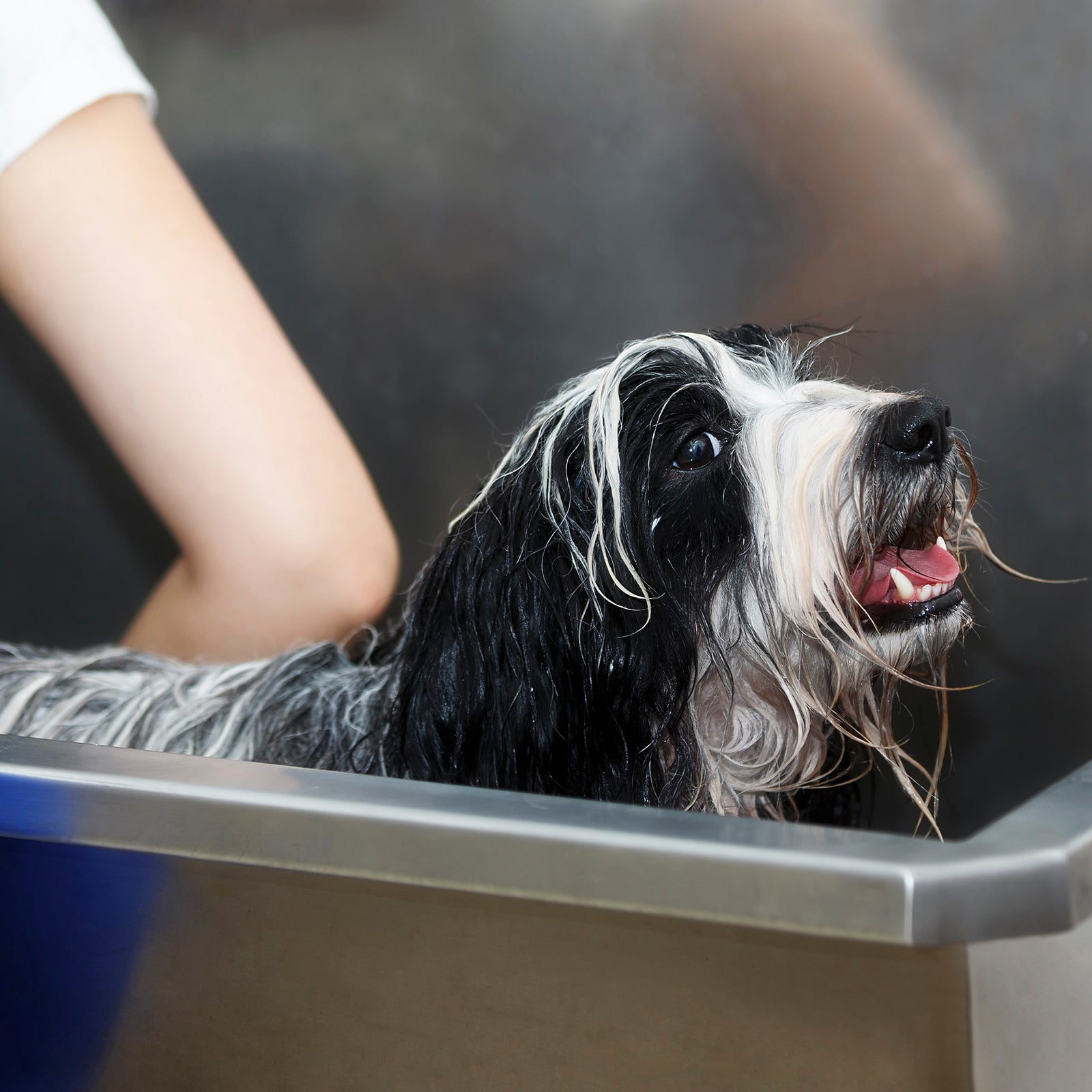 Un perro mojado de pelo blanco y negro está sentado en una bañera metálica mientras una persona lo baña.