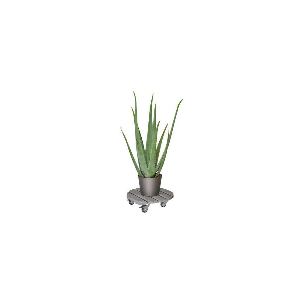 Grüne Aloe Vera Pflanze in einem grauen Topf auf einem grauen Rolluntersatz.