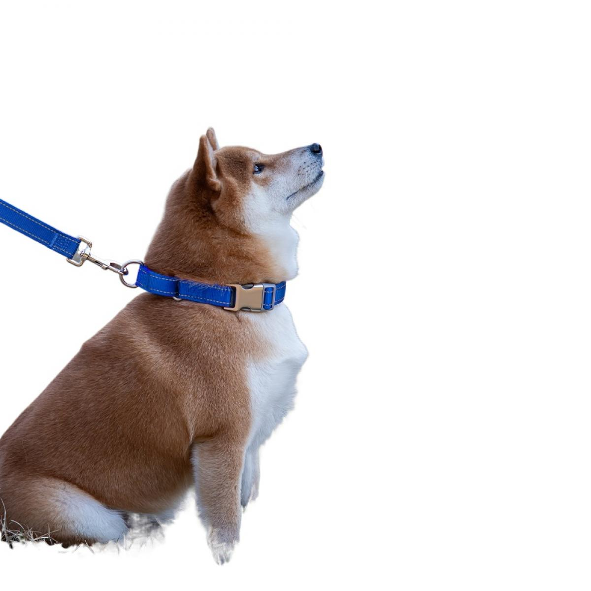Ein Shiba Inu sitzt nach rechts blickend, trägt ein blaues Halsband und Leine, schaut nach oben.