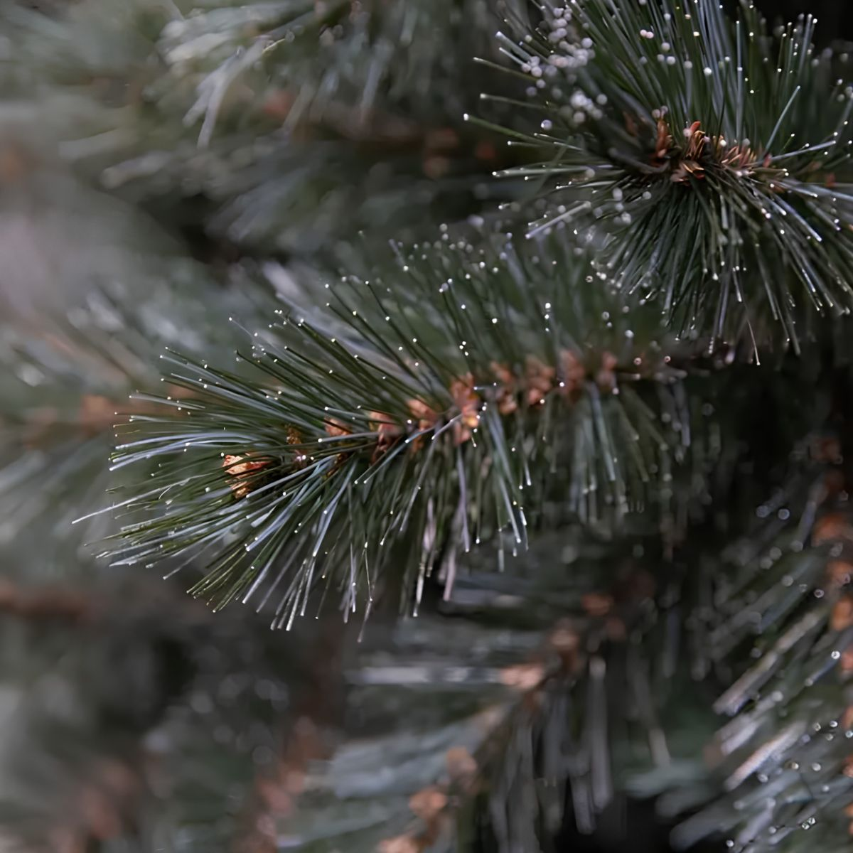 Close-up of pine green needles with white tips and cones.
