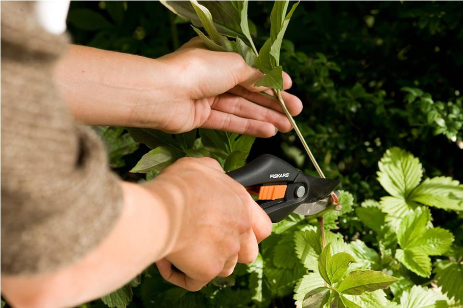 Hände schneiden einen Ast mit einer Gartenschere, umgeben von grünen Blättern.