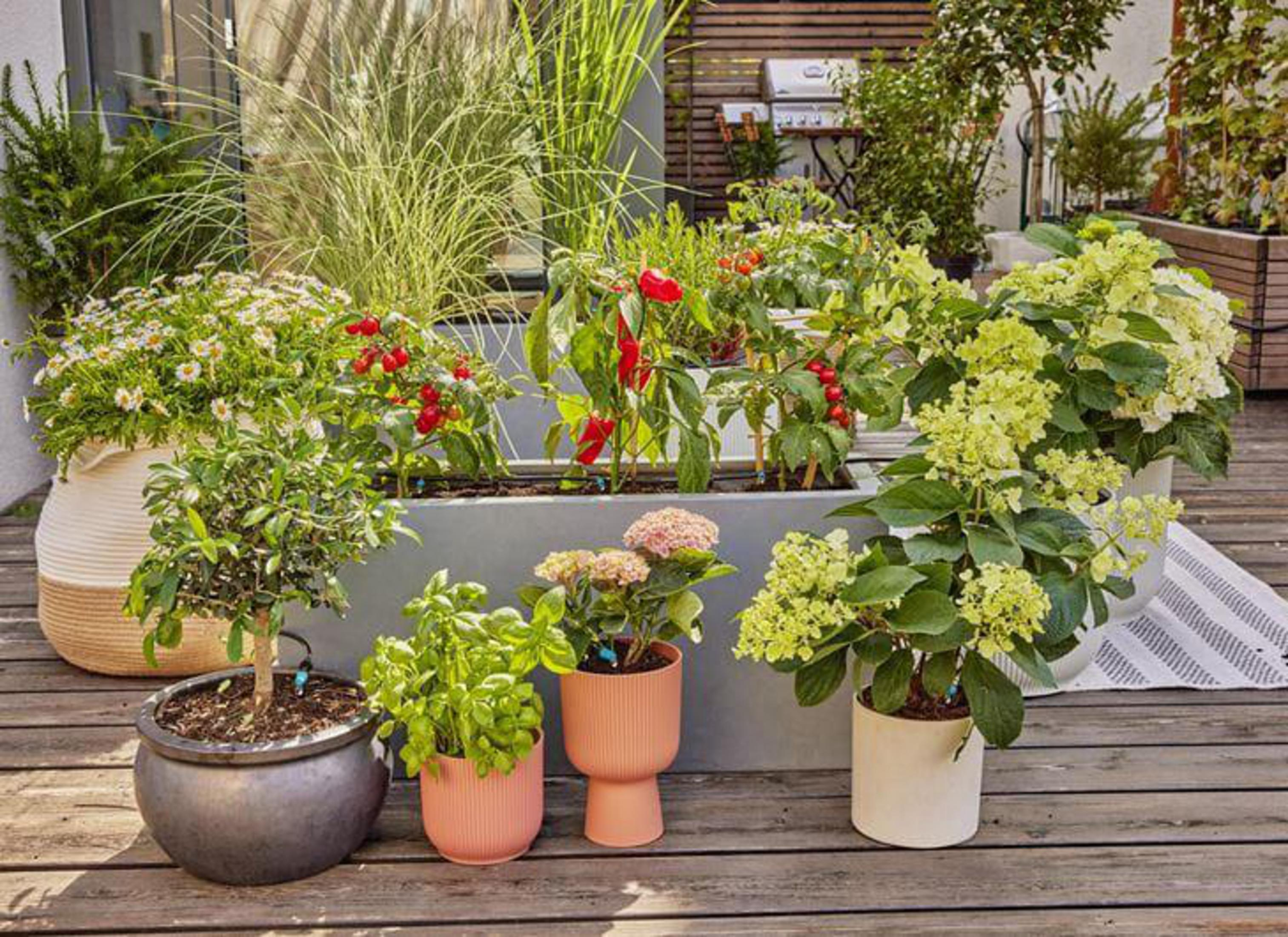 Un rigoglioso giardino sul balcone con varie piante in vasi e fioriere.