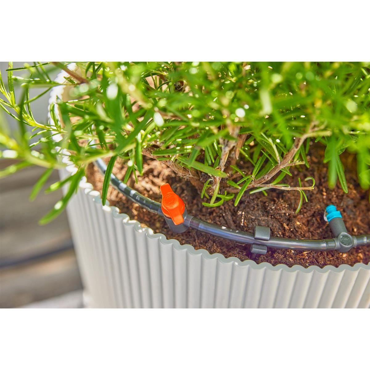 Sistema di irrigazione a goccia con tubo nero, valvola arancione e connettore blu in un vaso.