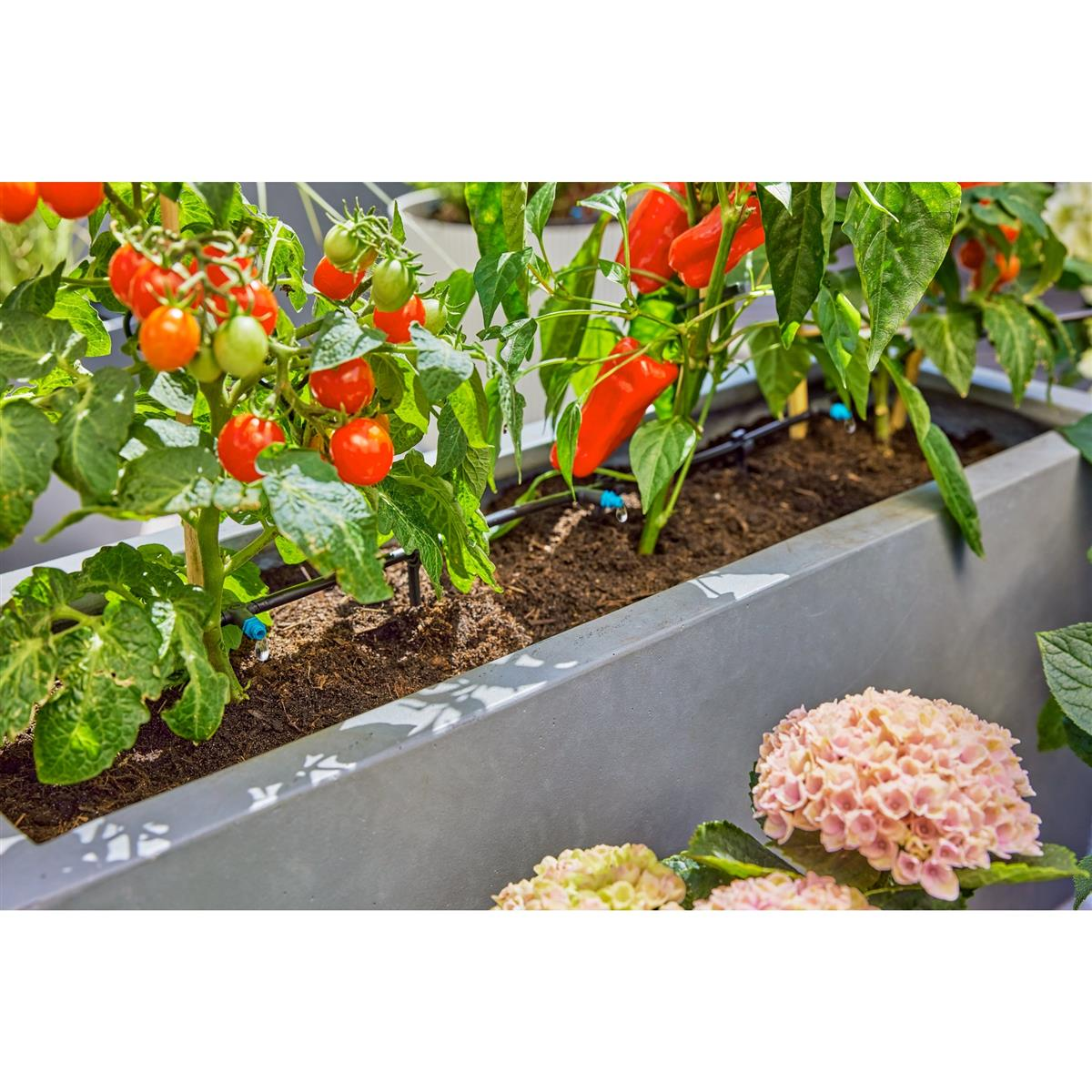Pomodori e peperoni crescono in un contenitore rettangolare con sistema di irrigazione.