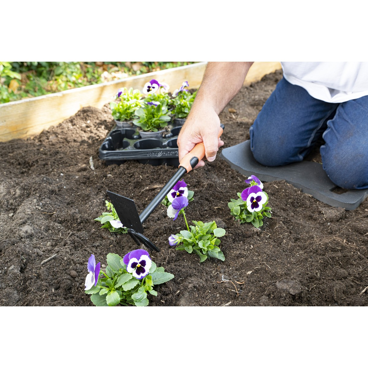Person planting purple and white pansies in dark soil with a small hand hoe.
