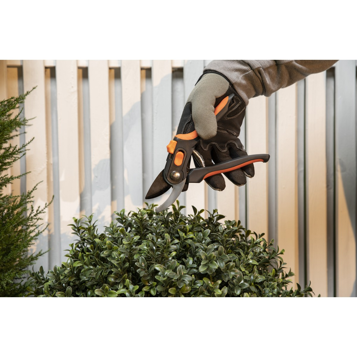 A gloved hand holds pruning shears over a green bush, with a white fence behind.