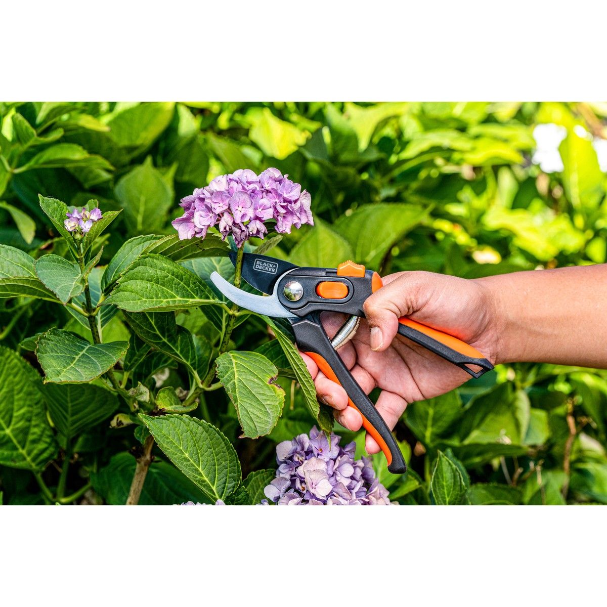 A hand uses pruning shears to trim a purple hydrangea flower, surrounded by green leaves.