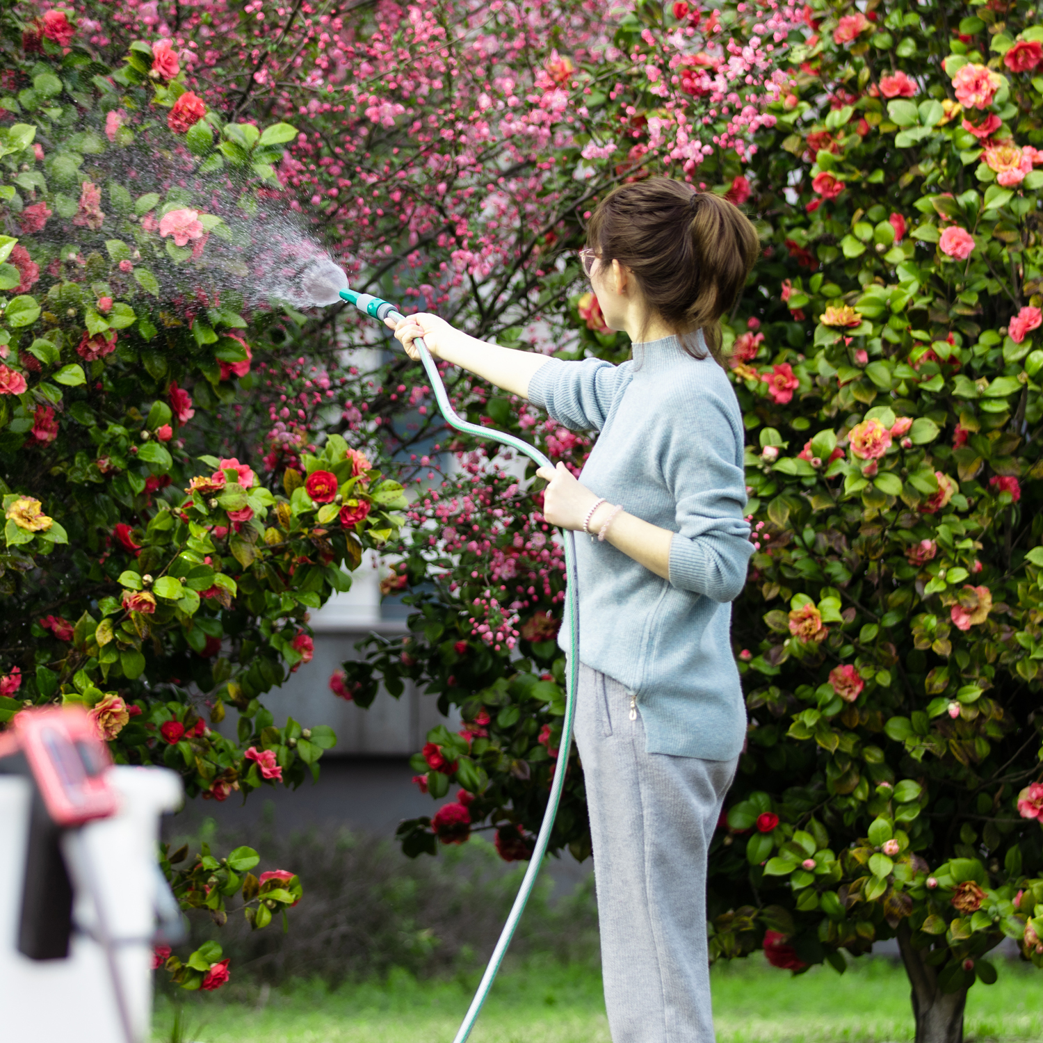 Frau wässert blühende Kamelien mit einem Schlauch im Garten.