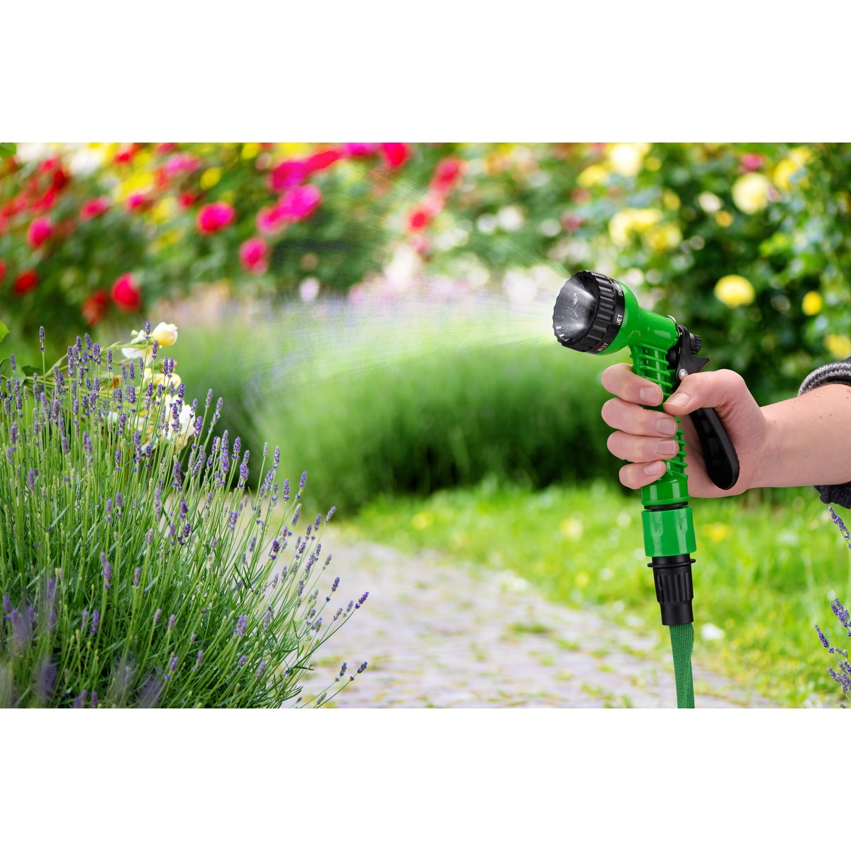 Green garden hose with spray nozzle in hand, watering lavender and roses.
