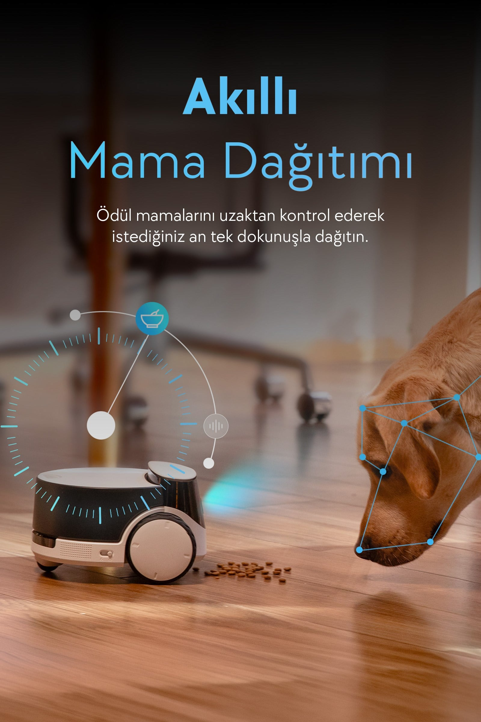 Akıllı mama dağıtıcı, bir köpek yaklaşırken mama veriyor.