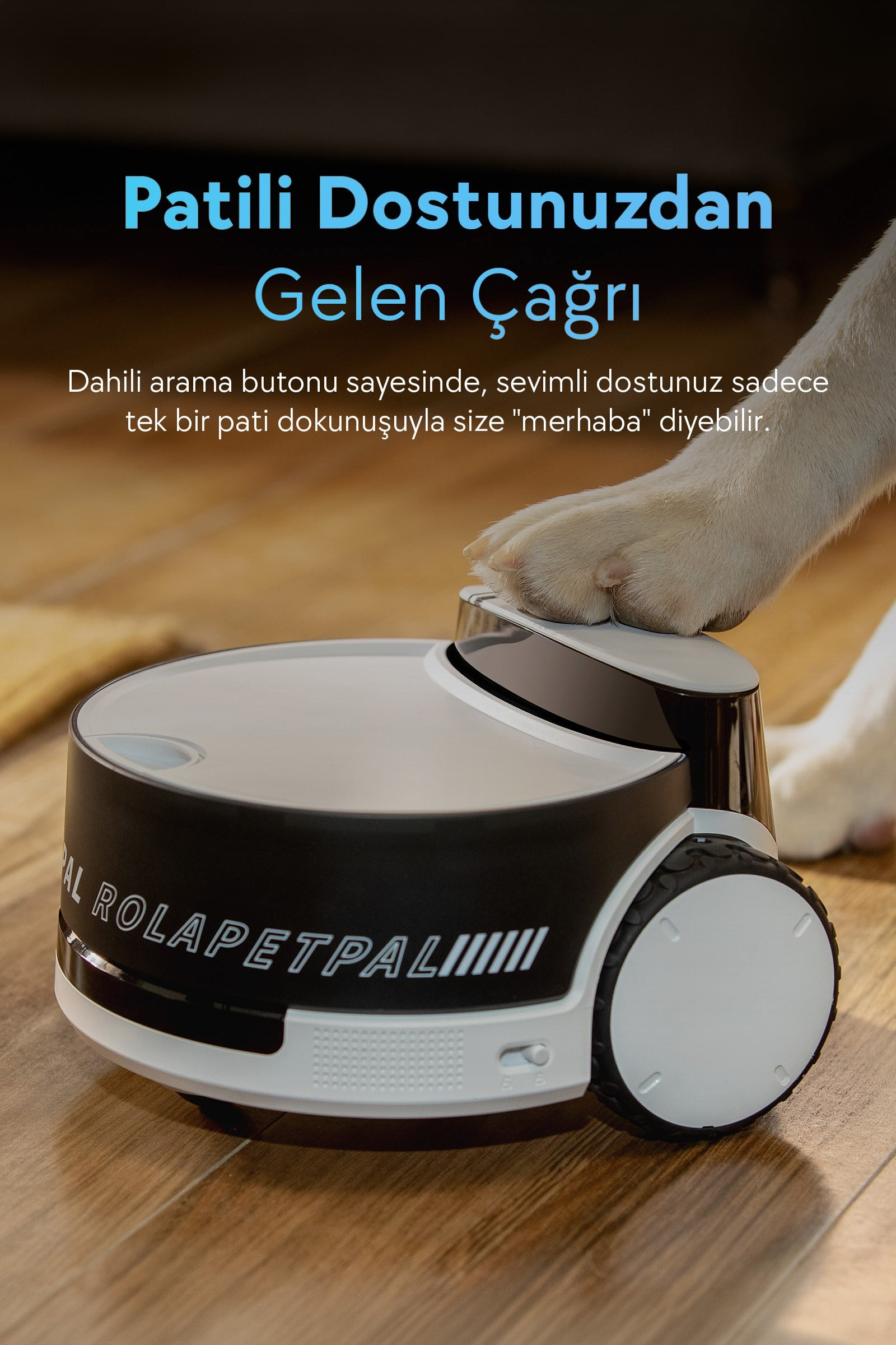 Bir köpek patisi, ahşap zemindeki beyaz ve siyah robota dokunuyor.