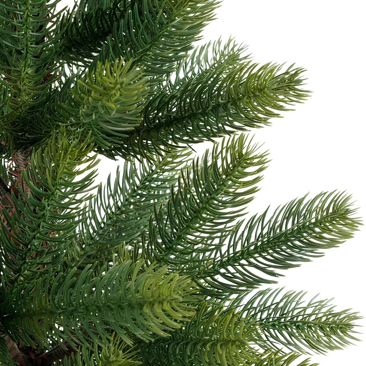 Close-up of green fir branches with detailed needles on a white background.