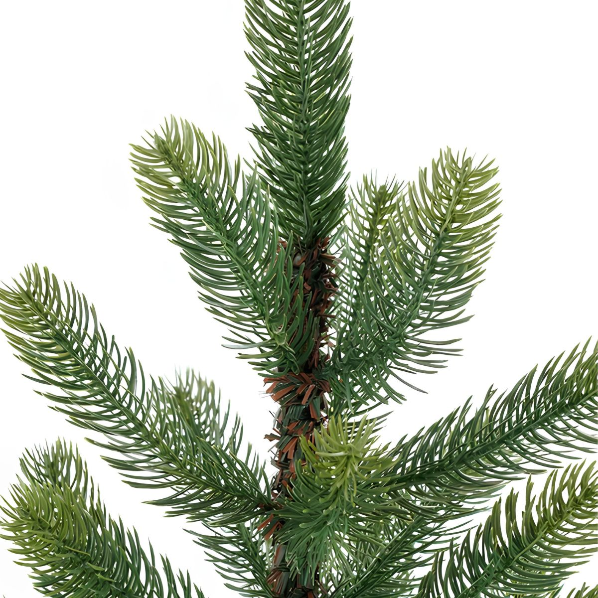 Green pine tree branch with brown stem against white background.