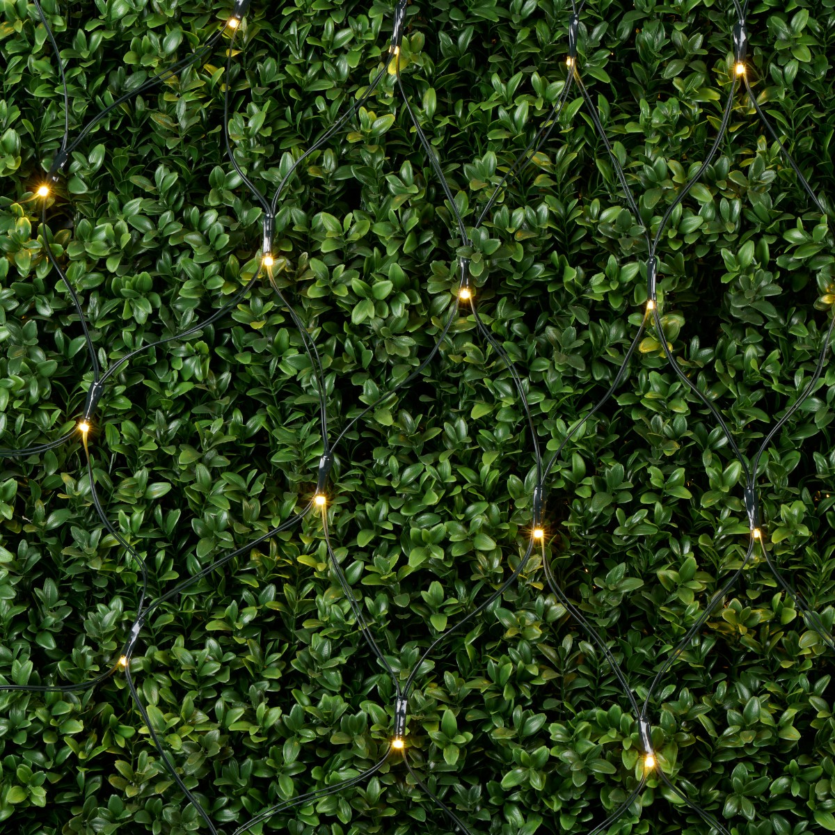Green foliage with a net of small yellow lights strung across it.