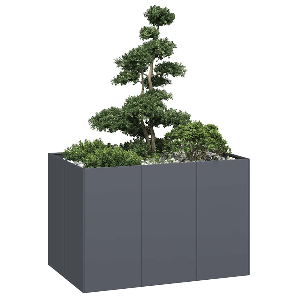 Un alto albero bonsai in un moderno fioriera rettangolare grigia con ciottoli.