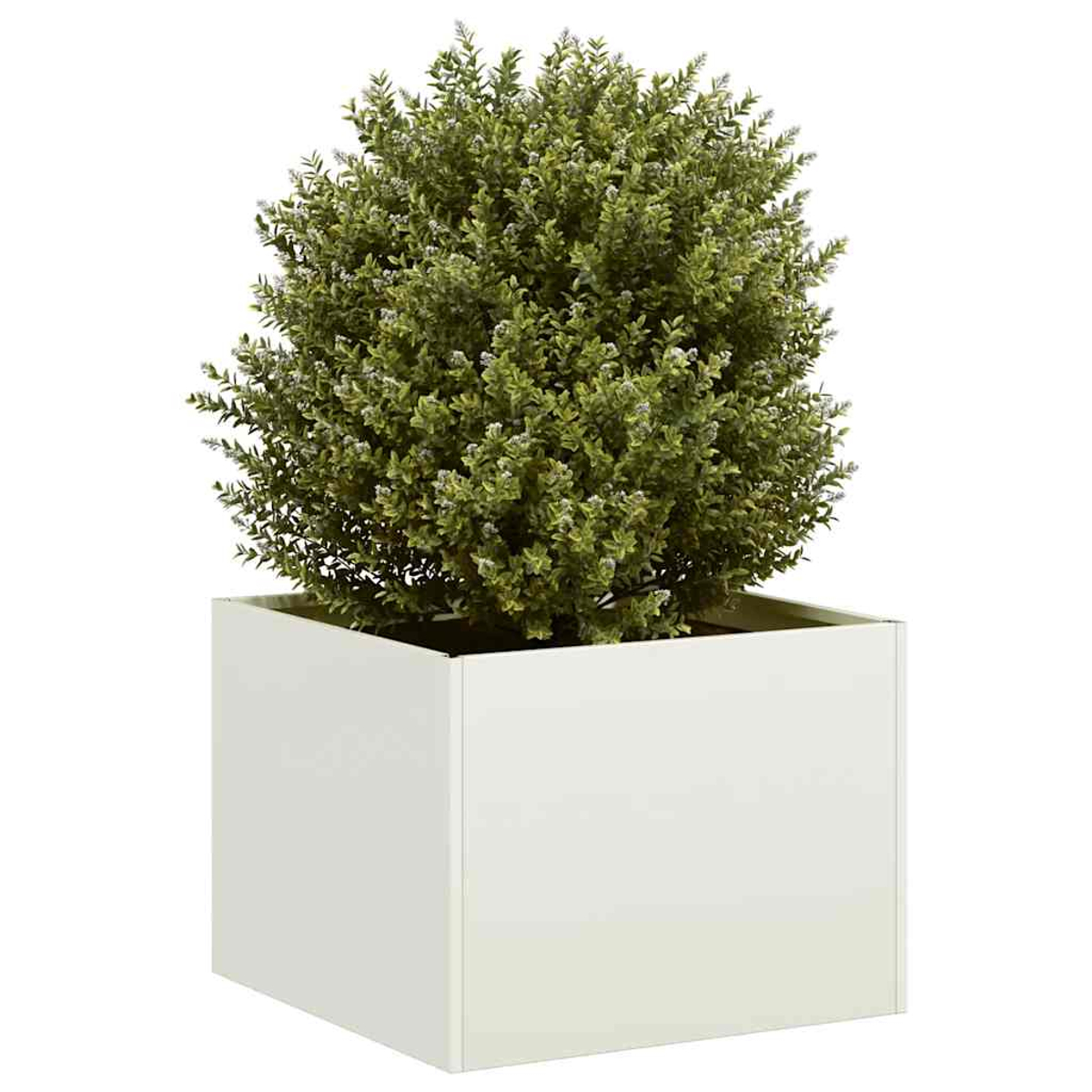 Un arbusto verde con piccoli fiori bianchi in un fioriera cubica bianca.