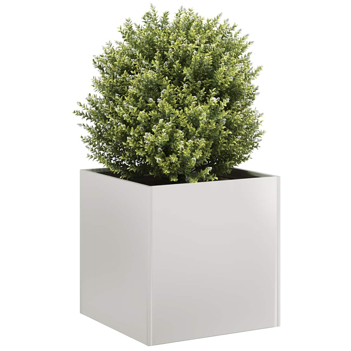Un arbusto verde con piccoli fiori bianchi in un fioriera a cubo bianco.
