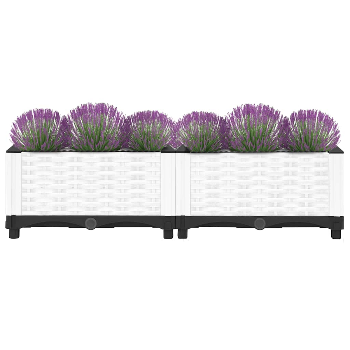 Zwei weiße rechteckige Pflanzkästen mit sechs Büscheln lila Blumen nebeneinander.