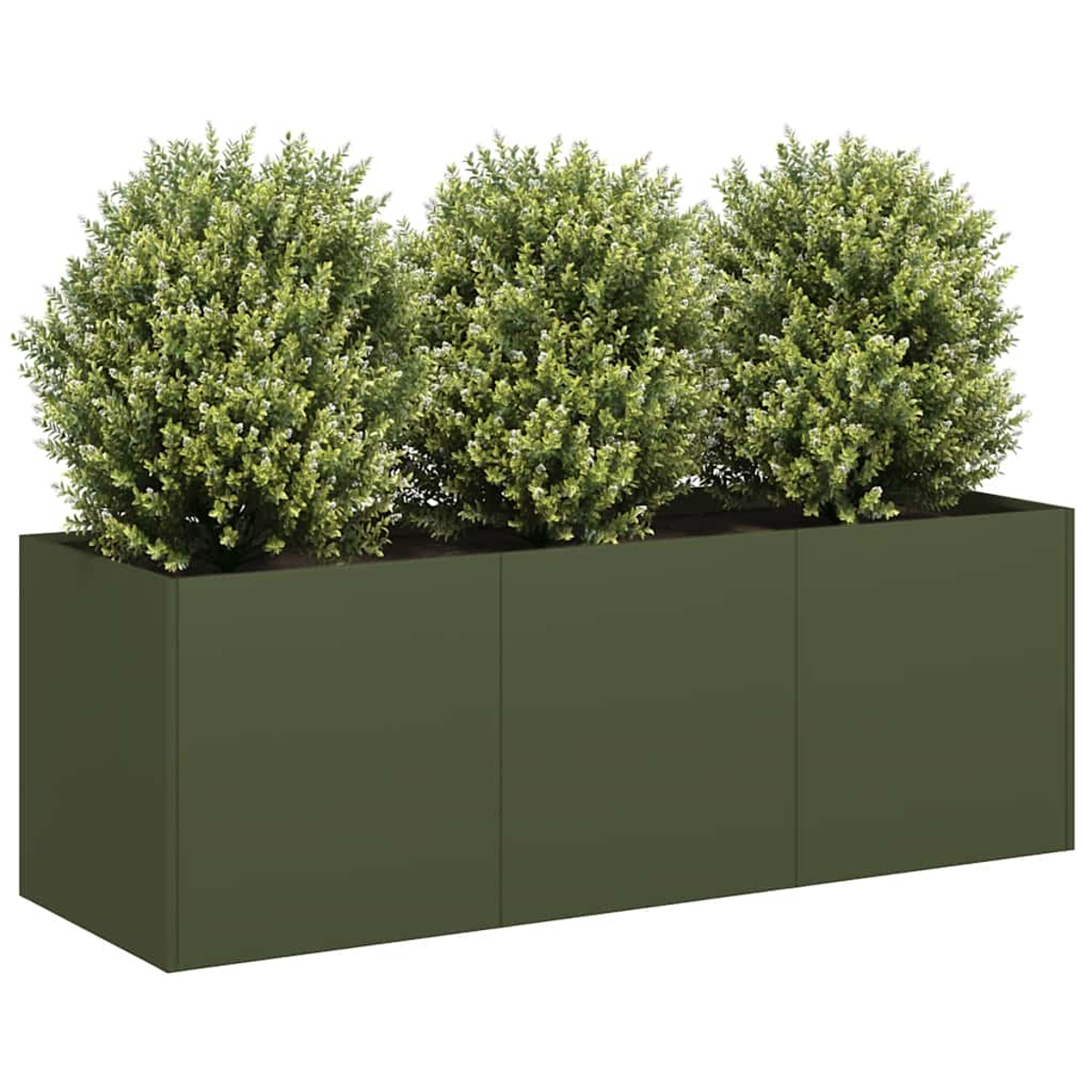 Tre cespugli sferici in un lungo fioriera rettangolare verde scuro.