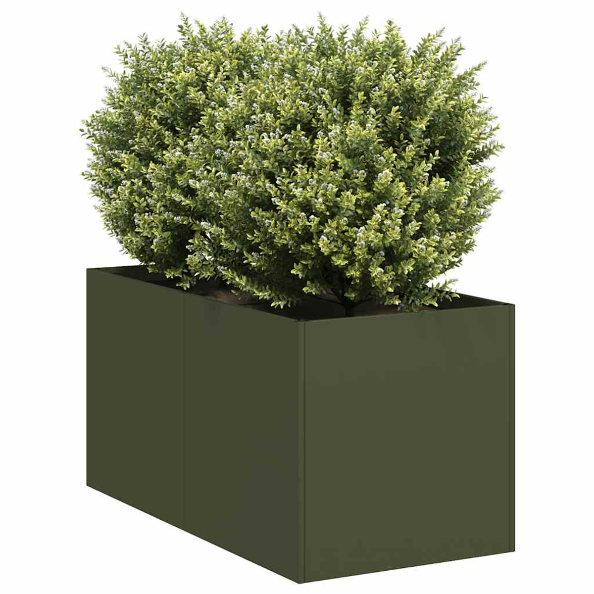 Un cespuglio verde con piccoli fiori bianchi in un fioriera rettangolare grigia.