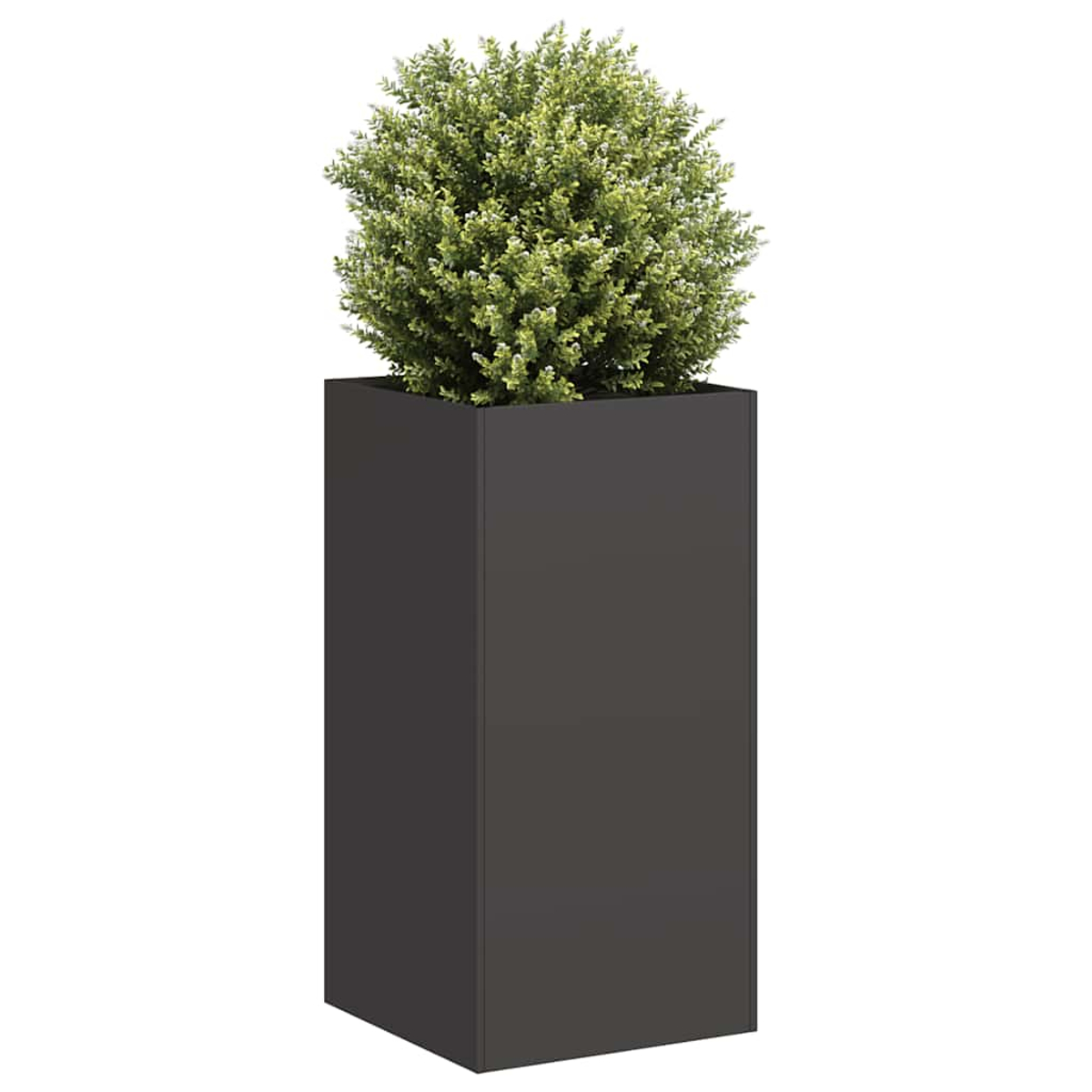 Un arbusto verde e folto in un fioriera rettangolare alta e scura.
